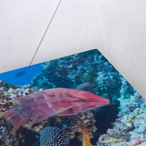 Mexican Hogfish (Bodianus diplotaenia), Clarion Angelfish (Holacanthus clarionensis) and Guineafowl Puffer (Arothron meleagris) by Anonymous