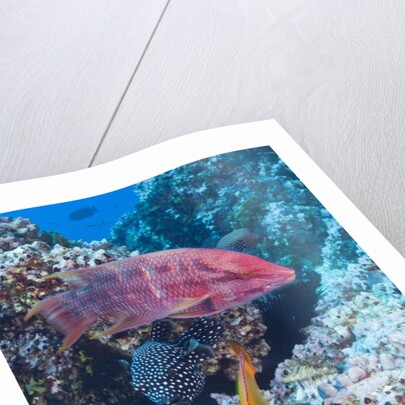 Mexican Hogfish (Bodianus diplotaenia), Clarion Angelfish (Holacanthus clarionensis) and Guineafowl Puffer (Arothron meleagris) by Anonymous