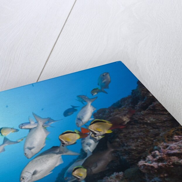 Blue-bronze Sea Chub school (Kyphosus analogus) at cleaning station by Anonymous