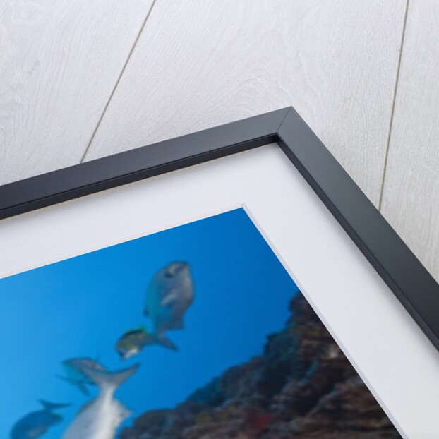 Blue-bronze Sea Chub school (Kyphosus analogus) at cleaning station by Anonymous