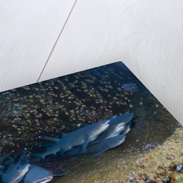 Whitetip Reef Shark school resting (Triaenodon obesus) by Anonymous