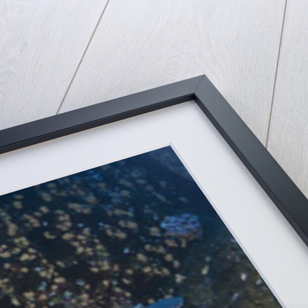 Whitetip Reef Shark school resting (Triaenodon obesus) by Anonymous