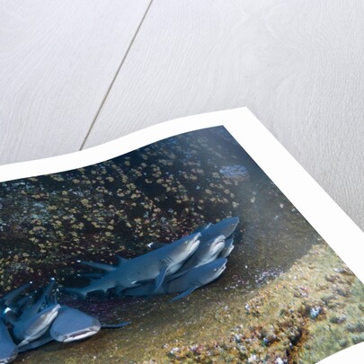 Whitetip Reef Shark school resting (Triaenodon obesus) by Anonymous
