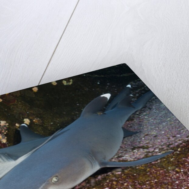 Whitetip Reef Shark (Triaenodon obesus) by Anonymous