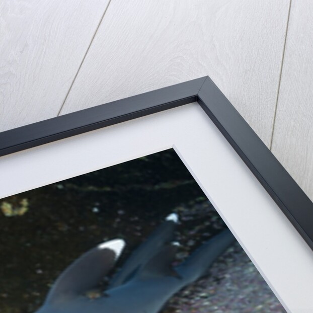 Whitetip Reef Shark (Triaenodon obesus) by Anonymous