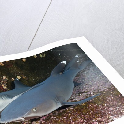 Whitetip Reef Shark (Triaenodon obesus) by Anonymous