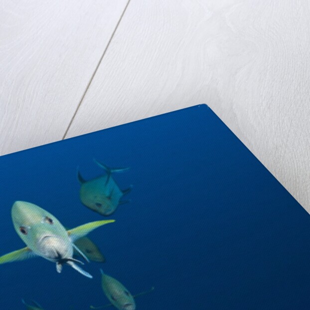 Black Trevally (Caranx lugubris) by Anonymous