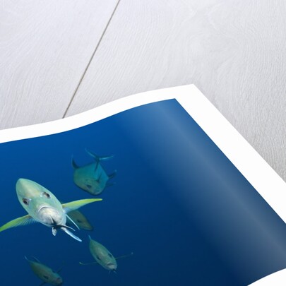 Black Trevally (Caranx lugubris) by Anonymous