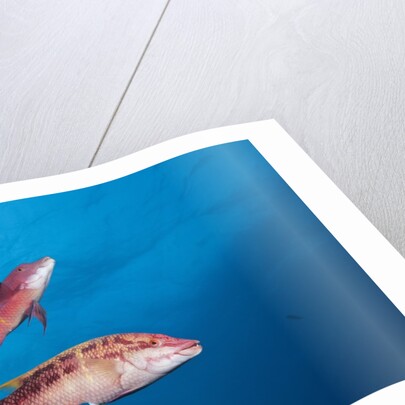 Mexican Hogfish (Bodianus diplotaenia) by Anonymous