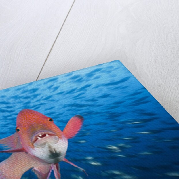 Mexican Hogfish (Bodianus diplotaenia) by Anonymous