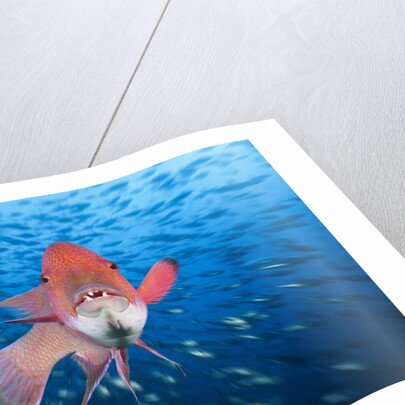 Mexican Hogfish (Bodianus diplotaenia) by Anonymous