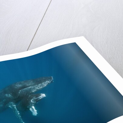 Humpback Whale female and calf (Megaptera novaeangliae) by Anonymous