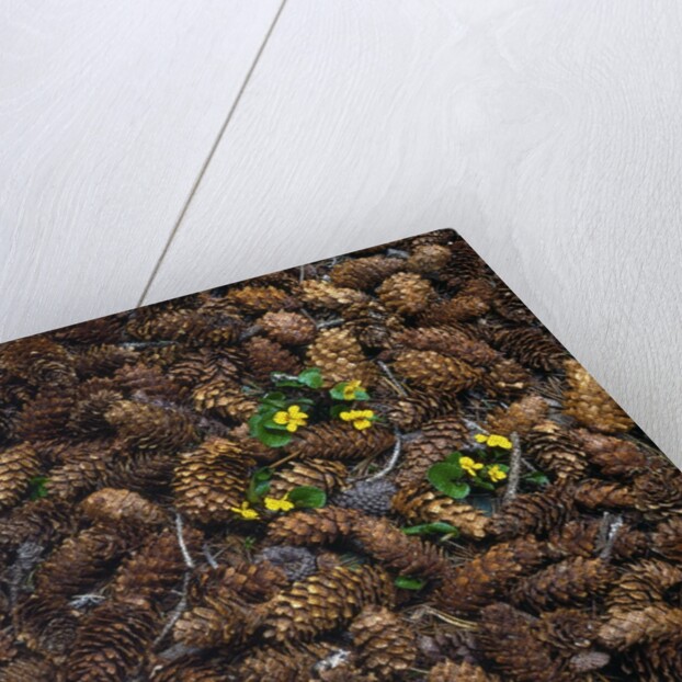 Wild violas and spruce cones by Anonymous
