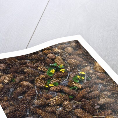 Wild violas and spruce cones by Anonymous