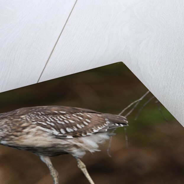 Squacco heron, Chobe National Park by Anonymous