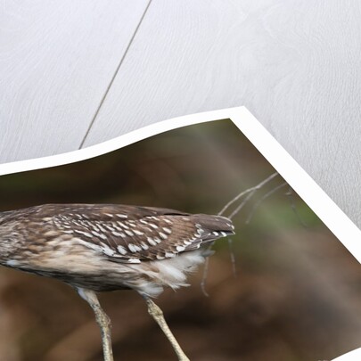 Squacco heron, Chobe National Park by Anonymous