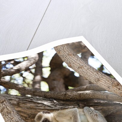Vervet monkey, Chobe National Park by Anonymous