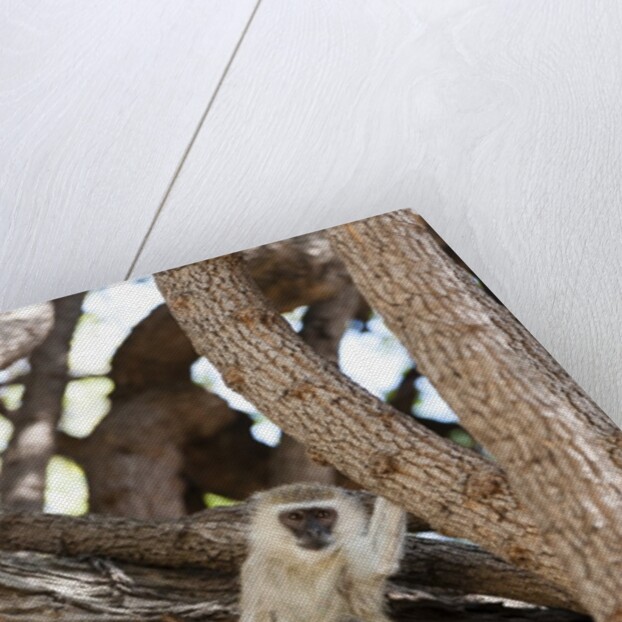 Vervet monkey, Chobe National Park by Anonymous