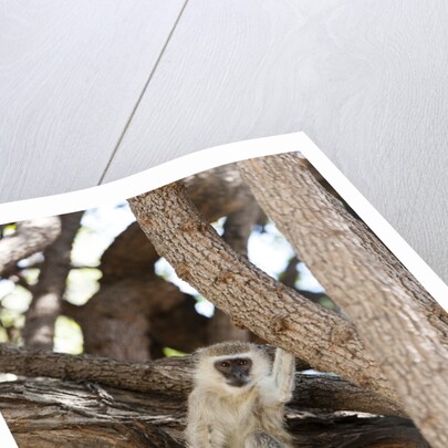 Vervet monkey, Chobe National Park by Anonymous