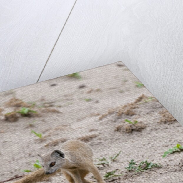 Slender mongoose, Savuti Marsh by Anonymous