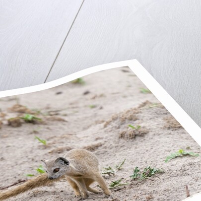 Slender mongoose, Savuti Marsh by Anonymous