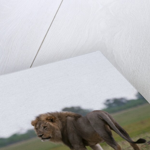 Male lion, Savuti Marsh by Anonymous