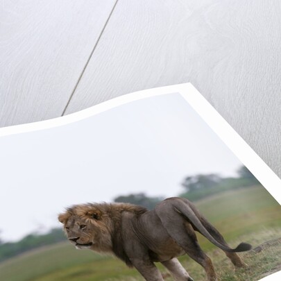 Male lion, Savuti Marsh by Anonymous
