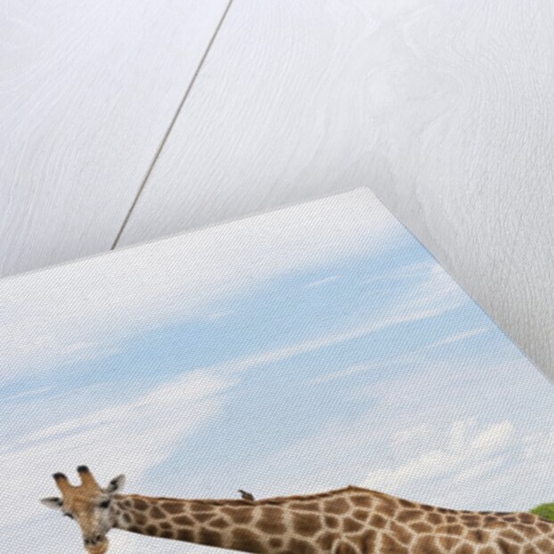 Southern giraffe, Okavango Delta by Anonymous