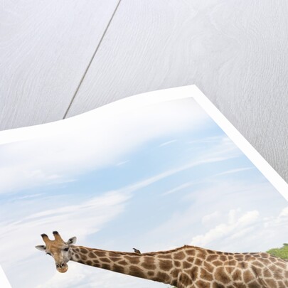 Southern giraffe, Okavango Delta by Anonymous