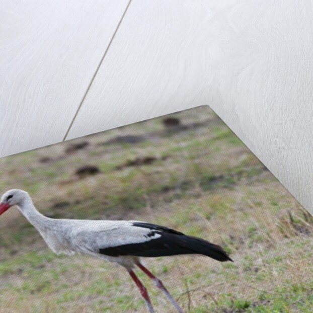 White stork, Okavango Delta by Anonymous