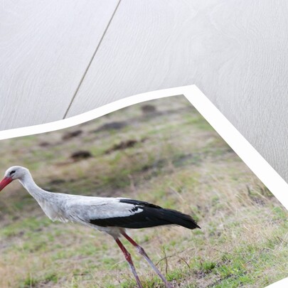 White stork, Okavango Delta by Anonymous