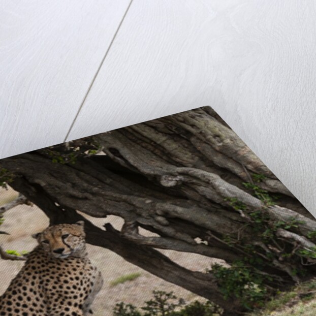 Cheetah, Masai Mara by Anonymous