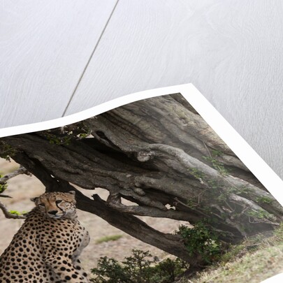 Cheetah, Masai Mara by Anonymous