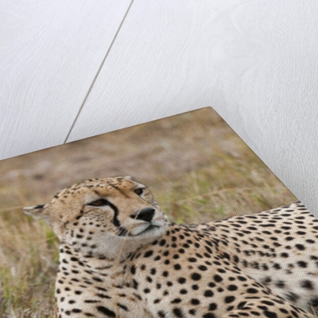 Cheetah, Masai Mara by Anonymous