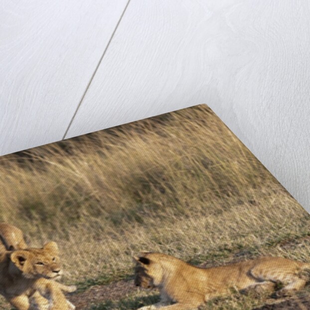 Lion cubs, Masai Mara by Anonymous