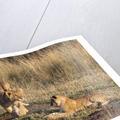 Lion cubs, Masai Mara by Anonymous