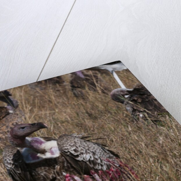 Vultures feeding on a carcass, by Anonymous