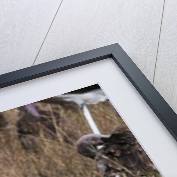 Vultures feeding on a carcass, by Anonymous