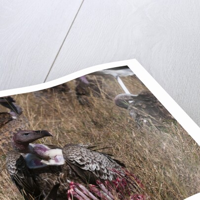 Vultures feeding on a carcass, by Anonymous