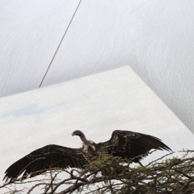 Vultures by Anonymous