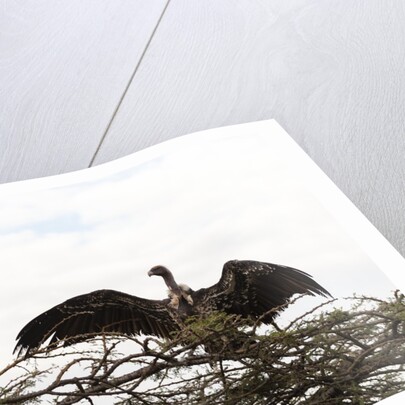 Vultures by Anonymous