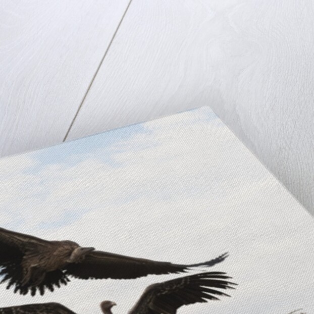 Vultures by Anonymous
