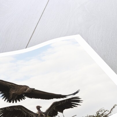 Vultures by Anonymous