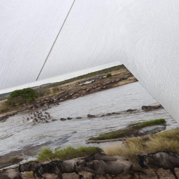 Wildebeest crossing the river Mara by Anonymous