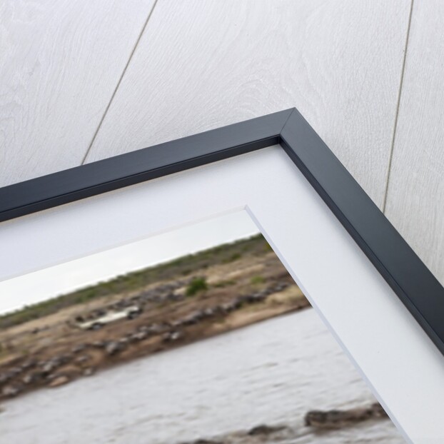 Wildebeest crossing the river Mara by Anonymous