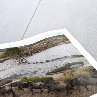 Wildebeest crossing the river Mara by Anonymous