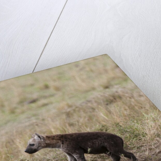 Spotted hyaena cub by Anonymous