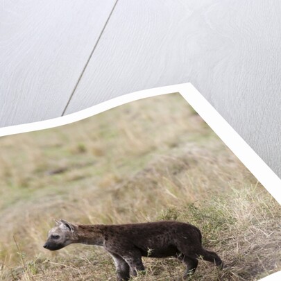 Spotted hyaena cub by Anonymous
