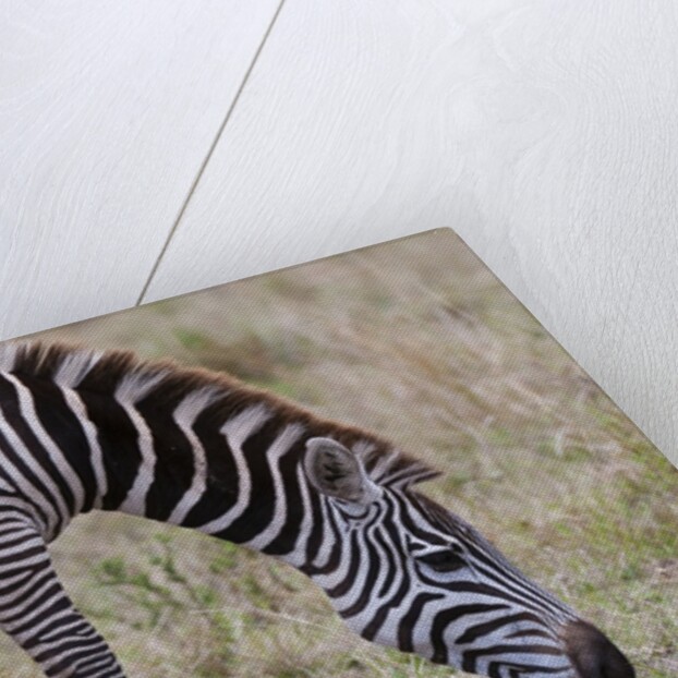Plains zebra by Anonymous