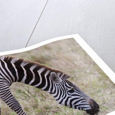 Plains zebra by Anonymous